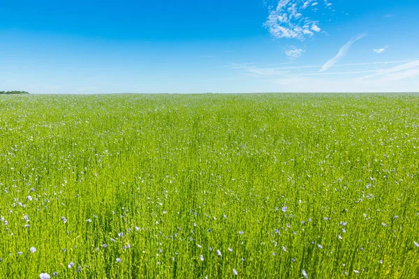 Grande Campo Linho Flor Primavera Dia Ensolarado — Fotografia de Stock