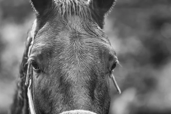 Siyah beyaz bir atın yakın plan portresi. — Stok fotoğraf