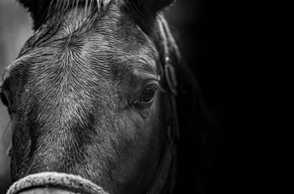 흑백으로 말의 모습을 확대 한 사진 — 스톡 사진