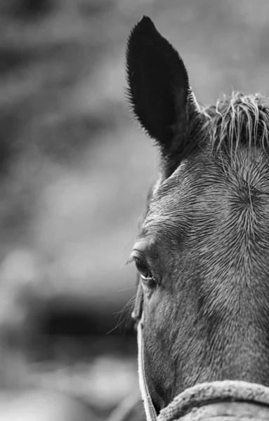 Ritratto ravvicinato di un cavallo in bianco e nero — Foto Stock