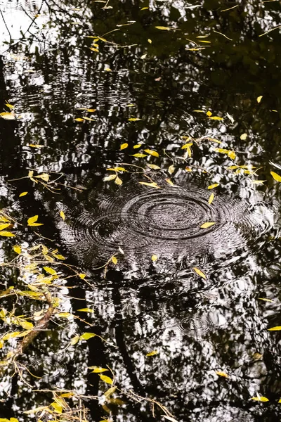 Feuilles et reflets dans l'eau d'un étang en automne — Photo
