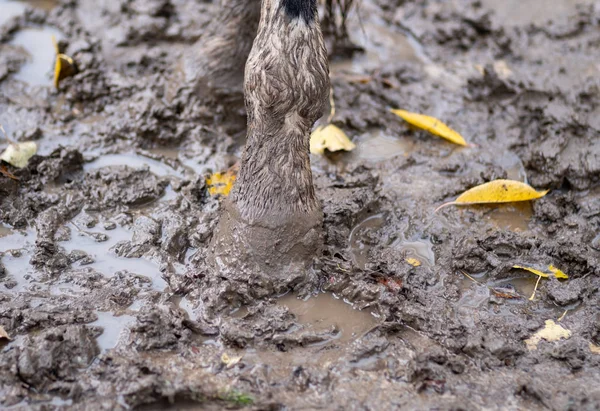 Zoccolo e zampa di cavallo nel fango — Foto Stock