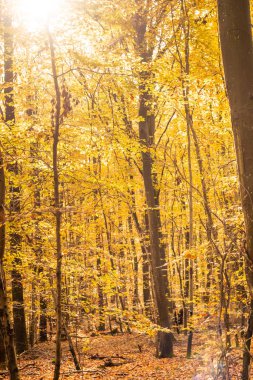 Sonbaharda kayın ormanları güzel altın renkleriyle