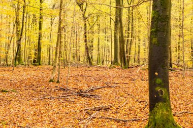 Sonbaharda kayın ormanları güzel altın renkleriyle