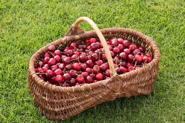 Плетеная корзина помещена на траву и наполнена красивой красной — стоковое фото