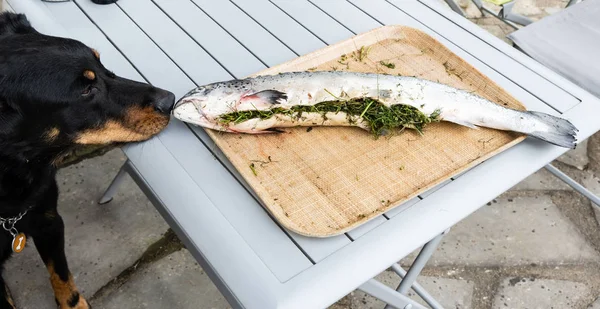 A dog sniffs a salmon stuffed with herbs — Stock Photo, Image