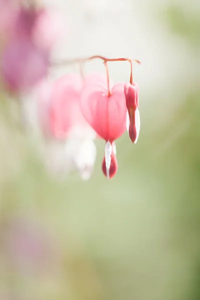 Weicher Fokus der herzförmig blutenden Herzblume rosa und weiß — Stockfoto