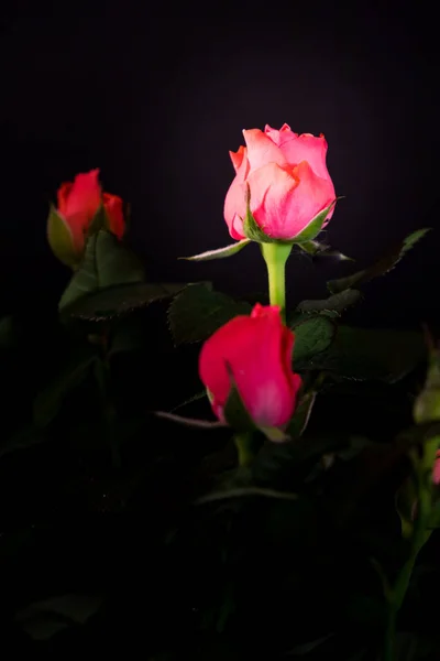 Buquê de bela rosa close-up em um fundo preto — Fotografia de Stock