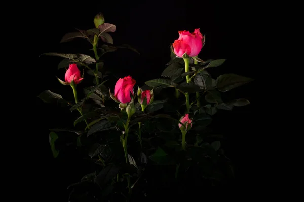 Buquê de bela rosa close-up em um fundo preto — Fotografia de Stock