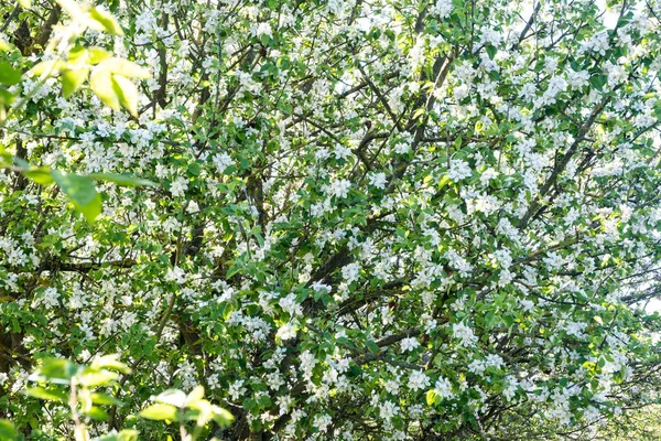 Huerto de manzanas en flor en primavera bajo el sol y el cielo azul — Foto de Stock