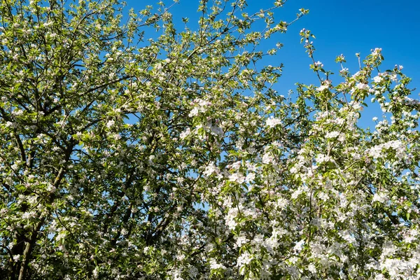 Huerto de manzanas en flor en primavera bajo el sol y el cielo azul — Foto de Stock