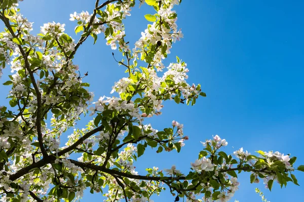 Huerto de manzanas en flor en primavera bajo el sol y el cielo azul — Foto de Stock