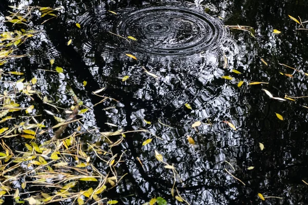 Folhas e reflexões na água de uma lagoa no outono — Fotografia de Stock