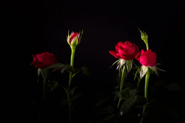 Buquê de bela rosa close-up em um fundo preto — Fotografia de Stock