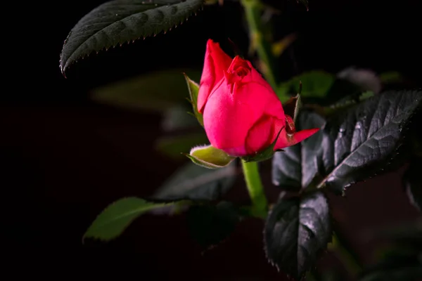 Hermosa rosa de cerca sobre un fondo negro — Foto de Stock