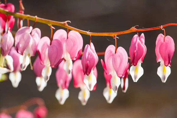 Enfoque Suave Flor Del Corazón Sangrante Forma Corazón Color Rosa —  Fotos de Stock