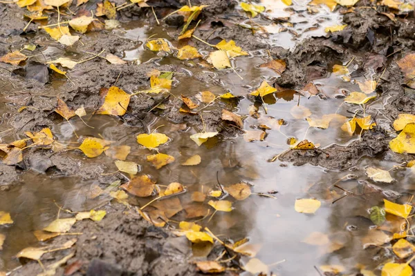 leaves in a puddle on a muddy path in autumn