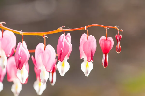 Enfoque Suave Flor Del Corazón Sangrante Forma Corazón Color Rosa —  Fotos de Stock