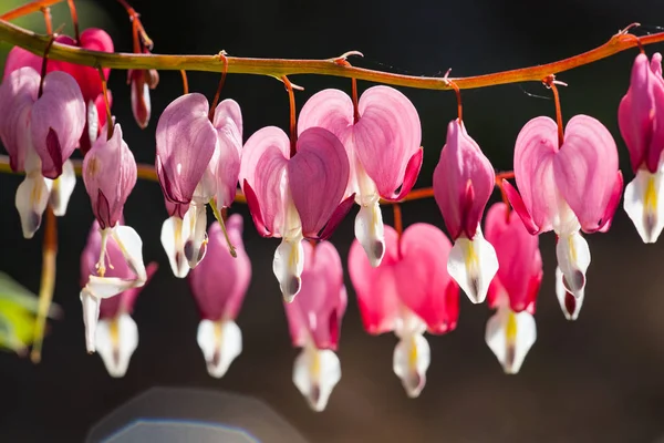 Morbida Messa Fuoco Cuore Forma Cuore Sanguinamento Fiore Rosa Bianco — Foto Stock