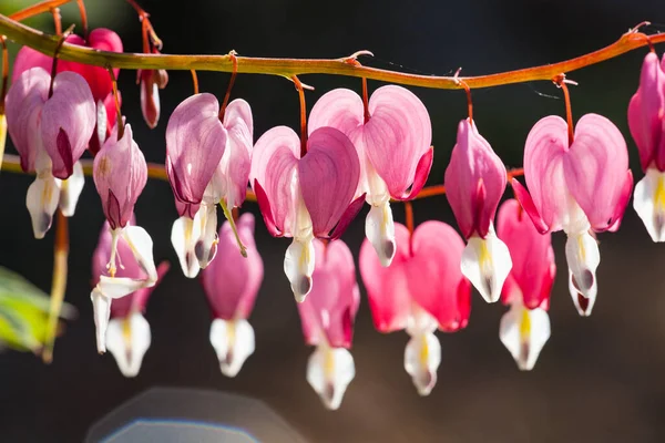 Enfoque Suave Flor Del Corazón Sangrante Forma Corazón Color Rosa —  Fotos de Stock