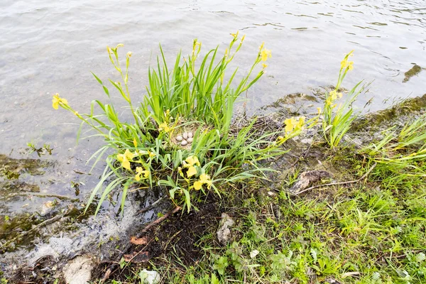 Coot Nest Coot Eggs Shore Pond Middle Yellow Irises — Stock Photo, Image