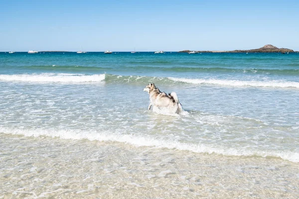 Malamute Nebo Husky Pes Hraje Vlnách Velké Pláže Bretani Létě — Stock fotografie