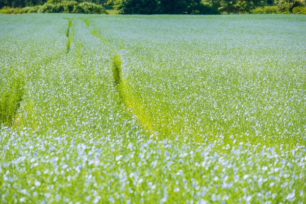 Grote Gebied Van Vlas Bloei Het Voorjaar — Stockfoto