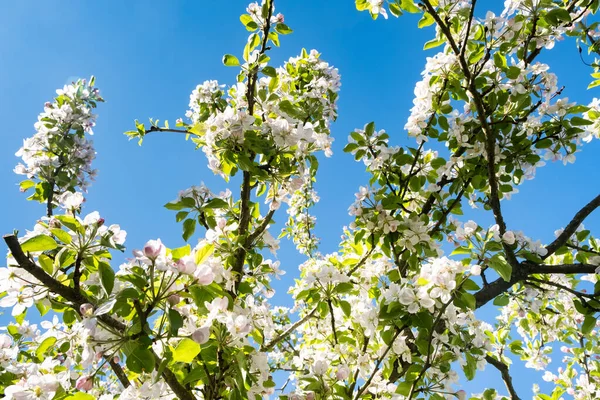 สวนแอปเป ลในดอกไม ในฤด ใบไม ภายใต ดวงอาท และท องฟ — ภาพถ่ายสต็อก