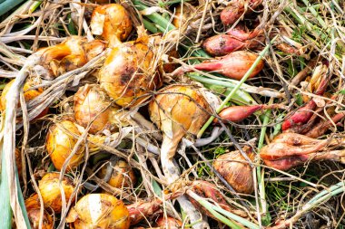 Sarı soğanlar ve soğanlar yaz güneşinde kurur permakültür bahçesinde.