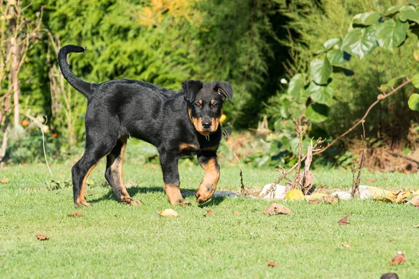 Adorable Young Beauce Shepherd Dog Walking Green Grass — Stock Photo, Image