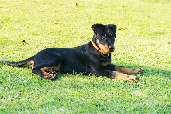 Adorável Jovem Beauce Cão Pastor Atento Deitado Grama Verde — Fotografia de Stock