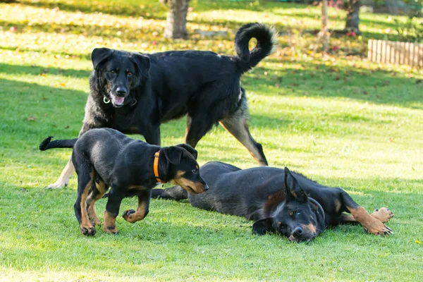 Adorable Joven Perro Pastor Beauce Jugando Con Dos Adultos Grandes —  Fotos de Stock