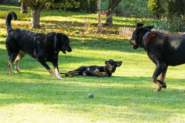 Αξιολάτρευτο Νεαρό Σκυλί Βοσκός Beauce Παίζει Δύο Μεγάλους Ενήλικες Ένα — Φωτογραφία Αρχείου