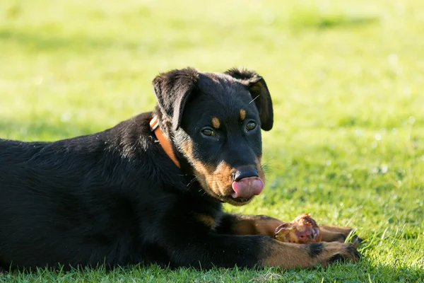 Adorable Young Beauce Shepherd Dog Lying Green Grass Eating Apple — Stock Photo, Image