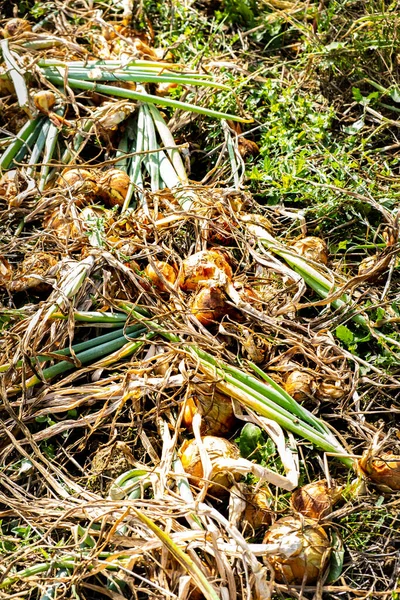 Yellow Onions Shallots Drying Summer Sun Permaculture Garden — Stock Photo, Image