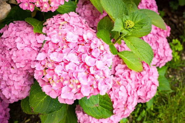 Tufiș Mic Hortensie Flori Roz Timpul Verii — Fotografie, imagine de stoc