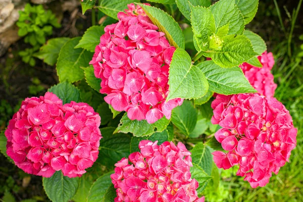 Petit Buisson Hortensia Aux Fleurs Roses Été — Photo