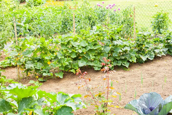 Mooie Kleine Bloementuin Het Platteland Gevuld Met Gevarieerde Groenten Onder — Stockfoto