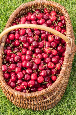 Hasır sepet çimlere konmuş ve güzel kırmızı kirazlarla dolu.