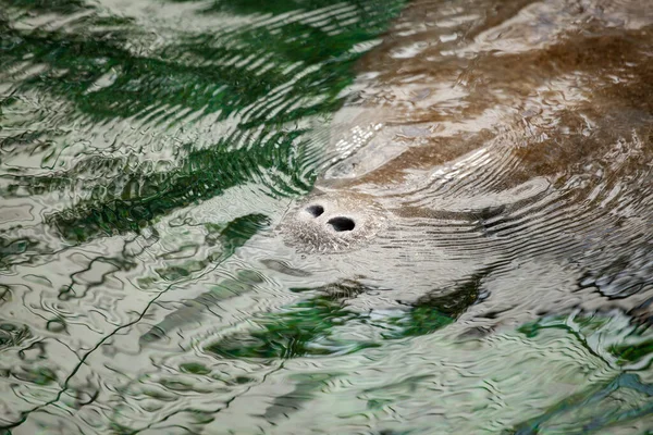 マナティーの鼻孔は川の緑の水の下で泳いでいて — ストック写真