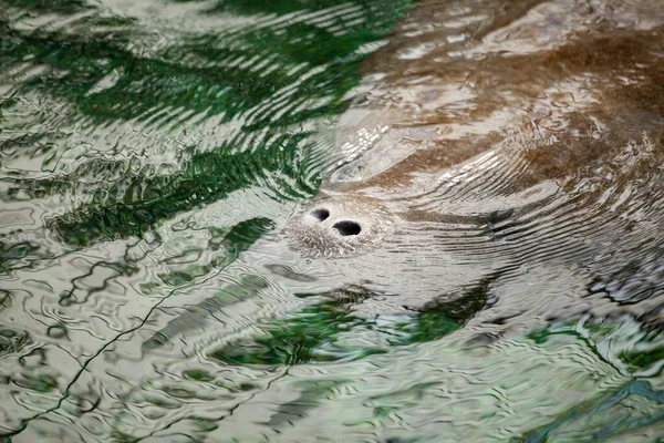 Fosas Nasales Manatí Nadando Bajo Agua Verde Río —  Fotos de Stock