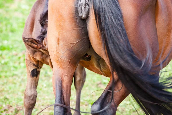 Bay Foal Suckling Its Mother Summer Meadow — Stock Photo, Image