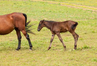 Yazın çayırda annesinin yanında olan taycı.
