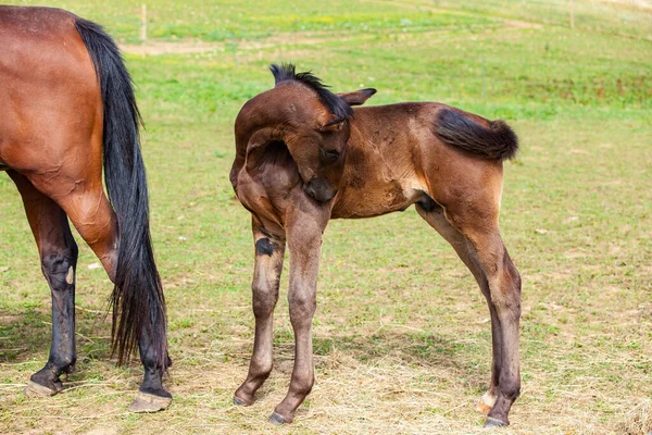 Braunes Fohlen Das Mit Seiner Mutter Sommer Auf Einer Weide — Stockfoto