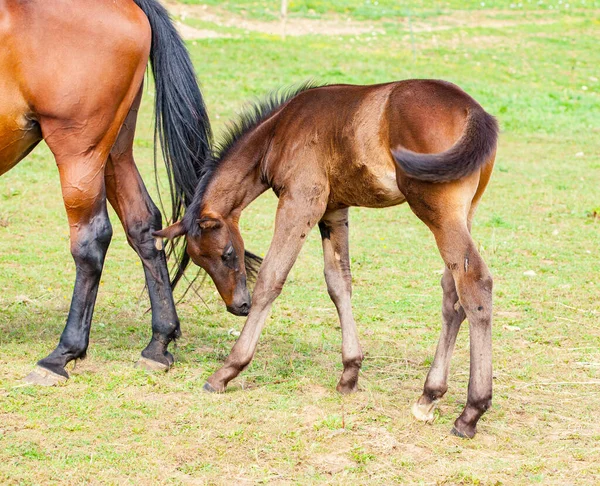 Potro Bahía Que Está Con Madre Verano Prado —  Fotos de Stock