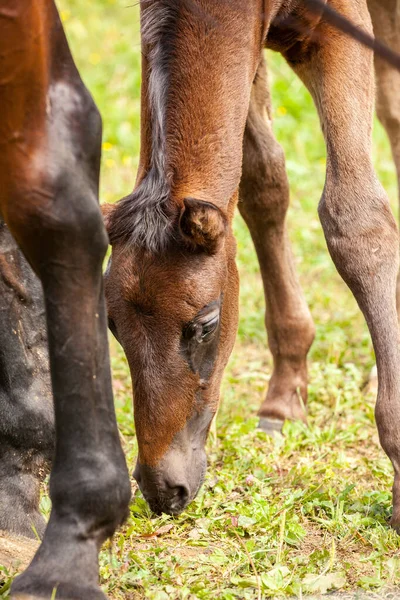 Bay Foal Who His Mother Summer Meadow — Stock Photo, Image