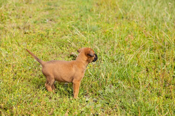 Netter Bastard Malinois Welpe Und Bulldogge Spielen Gras — Stockfoto