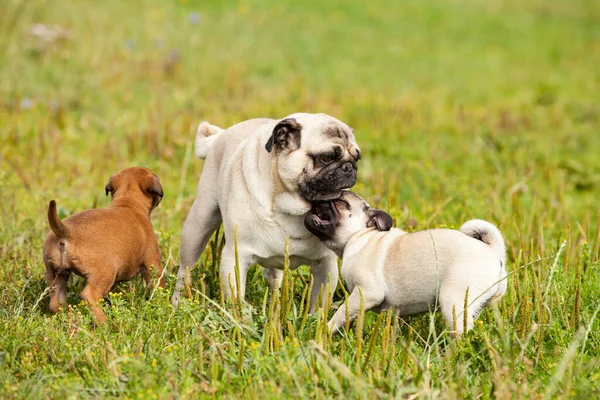 Lindo Bastardo Cachorro Madagascar Bullmastiff Jugando Con Cachorro Pug —  Fotos de Stock