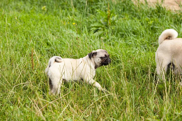 かわいい子犬は彼のお父さんと草の中で遊んでいる — ストック写真