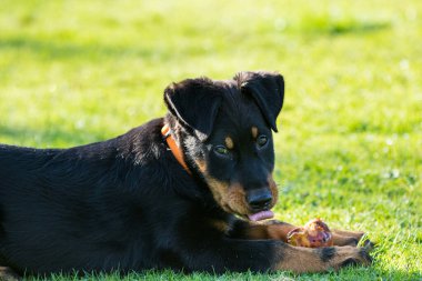 tapılası genç Beauce çoban köpeği yeşil çimlerde uzanıyor ve elma yiyor.